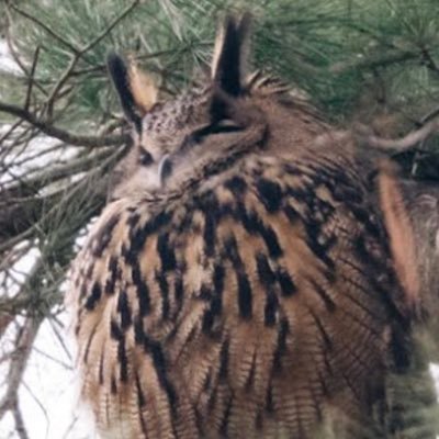 I’m Flaco The Owl 🦉 NYC 🗽Central Park. Was hanging out in a zoo for a dozen years and now I’m sitting in a tree in Central Park. 🚕