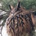 FlacoTheOwl (@flacothenycowl) Twitter profile photo FlacoTheOwl (@flacothenycowl) Twitter profile photo
