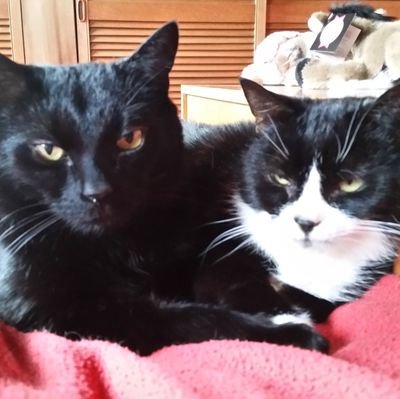 Twin brother & sister cats now OTRB aged 17.  2004 to 2021. Big Sister Zoe tweets for us now.
All views expressed are feline.