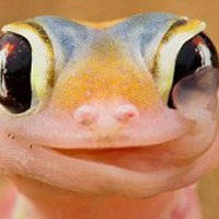 retired gecko (@friendly_gecko) 's Twitter Profile
