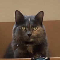 Carrie Madden (@slowpokie) 's Twitter Profile Photo