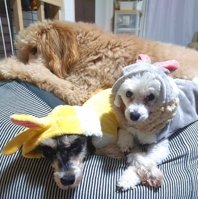 f64YVB1NzlyXvpQ's profile picture. だらっと思ったことを思ったまま（主に犬のこと）吐き出す場所にしよう