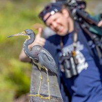 Toby Collett(@BoyWonderBirder) 's Twitter Profile Photo