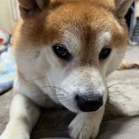 豆柴やまとのパパ (@wdmeojesoouowpw) Twitter profile photo