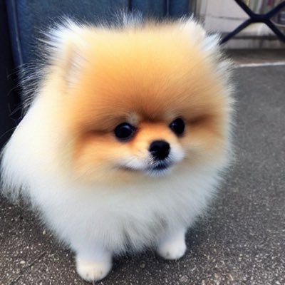 k0tane's profile picture. ポメラニアン最推し❤️玉のデカいハムスター推し❤️