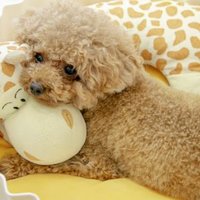 ひみしゃん (@himisyan_koko) Twitter profile photo