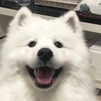 Luciaxixiliu (@luciaxixiliu) 's Twitter Profile
