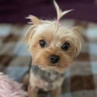 Misha Minx (@1designerlife) Twitter profile photo