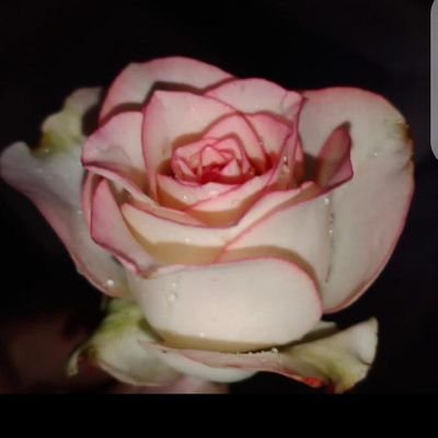 BhivasheS's profile picture. 