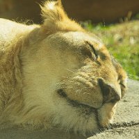 Sleepy Lion(@YORKY_9000) 's Twitter Profile Photo