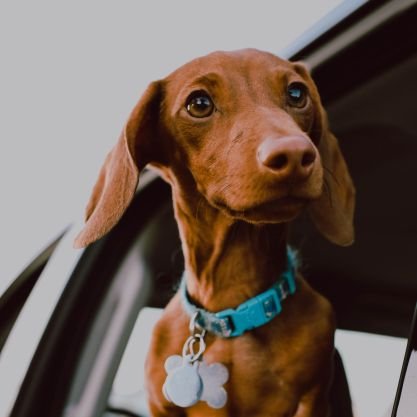 welcome to our #dachshund lover page. This page is dedicated to all #dachshund lover and owners 🥰.