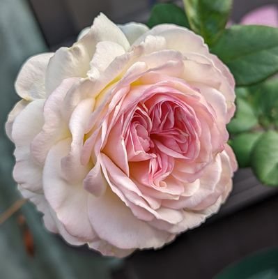 tTMqKDQ2PW8TUNi's profile picture. クロスステッチ進捗と、ベランダでのバラ成長記録。
生きてるだけで成功