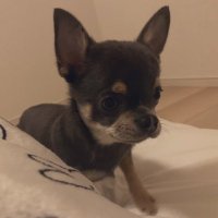 百福さんぽ𓂃𓈒🐕 🐾たーたんと一緒🐾 (@momofukuboy) Twitter profile photo