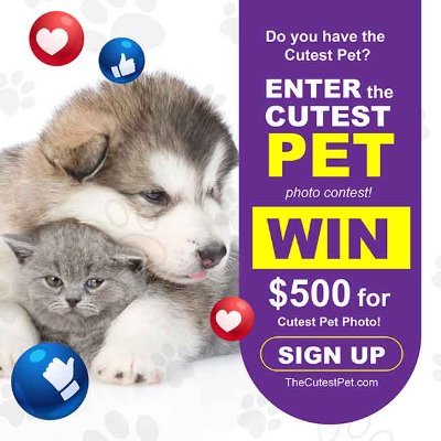 THE OFFICIAL CUTEST PET CONTEST. It's totally free & easy to enter! You could win $500 plus great prizes for your pet. Support No-Kill Shelters #adoptdontshop