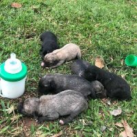 Animal rescue shelter Uganda(@Zw3Qq) 's Twitter Profile Photo