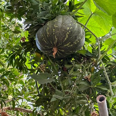 MtJITHIN's profile picture. 😶😶