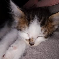 ִֶָ (@romsxe) 's Twitter Profile