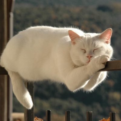 cmtfx_'s profile picture. 