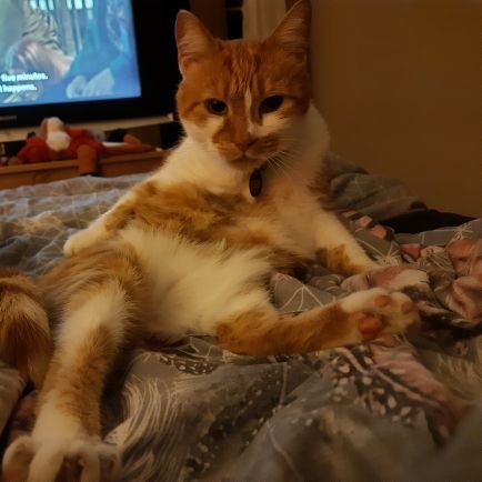 Rescue Pumpkin Profile