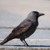 Mercury (@mercury1337x) 's Twitter Profile