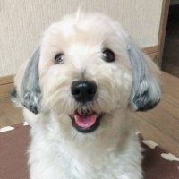 ヤナギ@写真垢 (@yanagi_camera) 's Twitter Profile