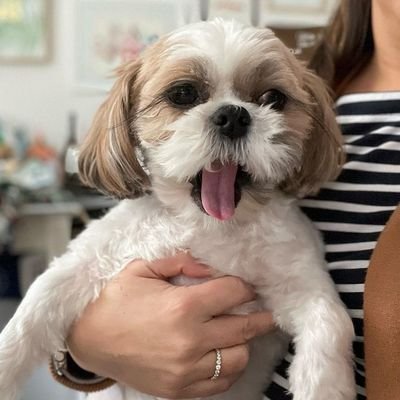 #welcome to @shihtzu_lover
we share daily #Shihtzu content
follow us If you really love shihtzu. #dog #usa