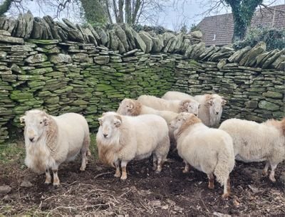 johnpenrhiw1's profile picture. organic livestock farmer