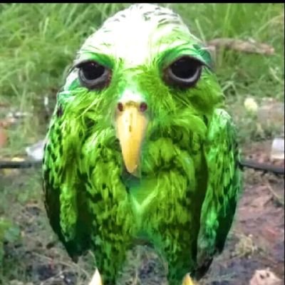 Stfronaldo's profile picture. nao sei o que to fazendo