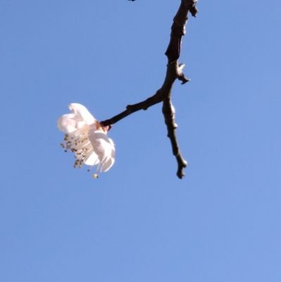 c_tea26's profile picture. ラックライフ、原田茶飯事、SUPER BEAVER 、Czecho No Republicなどすき。GL19に行ってすきなバンドが増える。