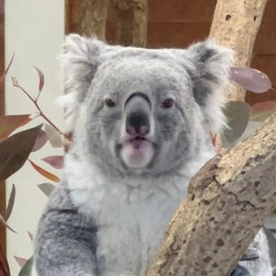 mofumofu_0804's profile picture. マヌルネコ推し。モフモフした動物が大好き。スマホで撮影なので綺麗な写真では無く自己満足のアカウント。無言フォロー失礼します。