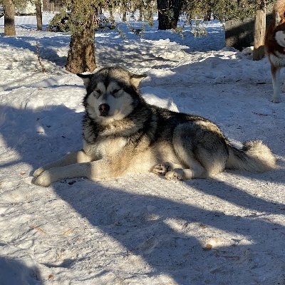 Husband, Father, Veteran, Alaskan Malamute breeder