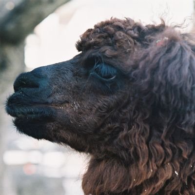 alpacatya Profile Picture