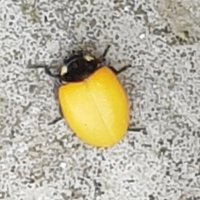 Beetle (@pal2badgers) 's Twitter Profile