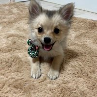 ほぼポメラニアンのおこげ (@kinakonookoge) 's Twitter Profile