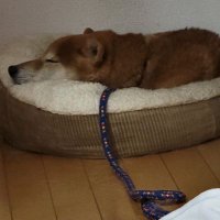 キノ (@t79190508) Twitter profile photo