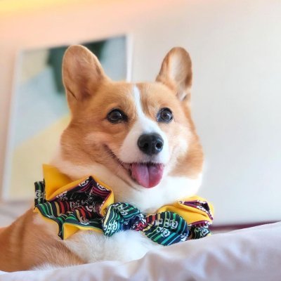 Welcome to the #corgi Lovers page!✌
Follow us for smile☺
This page is dedicated for all #corgi Owners and Lovers