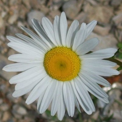 MichiganJazz's profile picture. I know everything and nothing.  I make cookies, and I've never seen Star Wars.