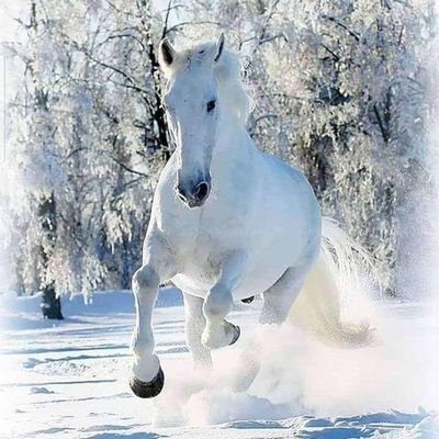 OmanSur64991346's profile picture. 