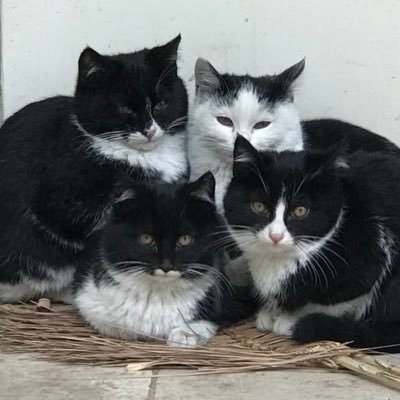 mohsen2_f's profile picture. Shame on the naysayers.