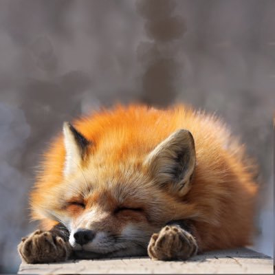 lazyreader_37's profile picture. 