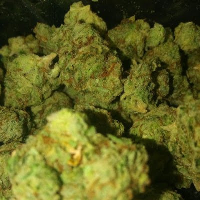 RXVedo's profile picture. 