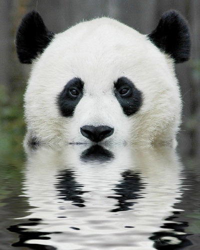 Just eating my bamboo ow yeah I am a ninja