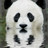 Paddythepanda's profile image