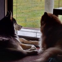 Brigmann Bailey (@beetlehound1) 's Twitter Profile