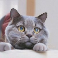 Blue (@0xlyl) 's Twitter Profile