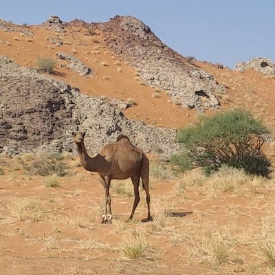 HamadAl39933801's profile image