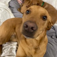 Normal Not Crazy (@rescuerules) 's Twitter Profile Photo Normal Not Crazy (@rescuerules) 's Twitter Profile Photo