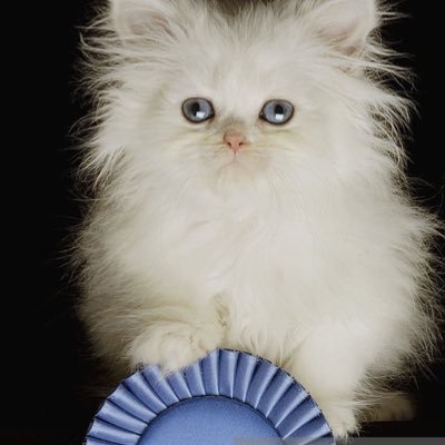 Hoping to take over the litter tray at number 10 when Alan gets in - Ultra Right wing cat! 🐈