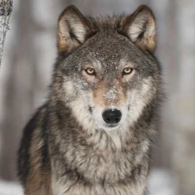RenaissanceWol1's profile picture. 