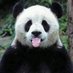 Pandou (@doudicouten) Twitter profile photo Pandou (@doudicouten) Twitter profile photo